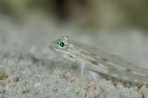 Close up of a skittish little goby on the sand at Sunset ... by Paul Colley 